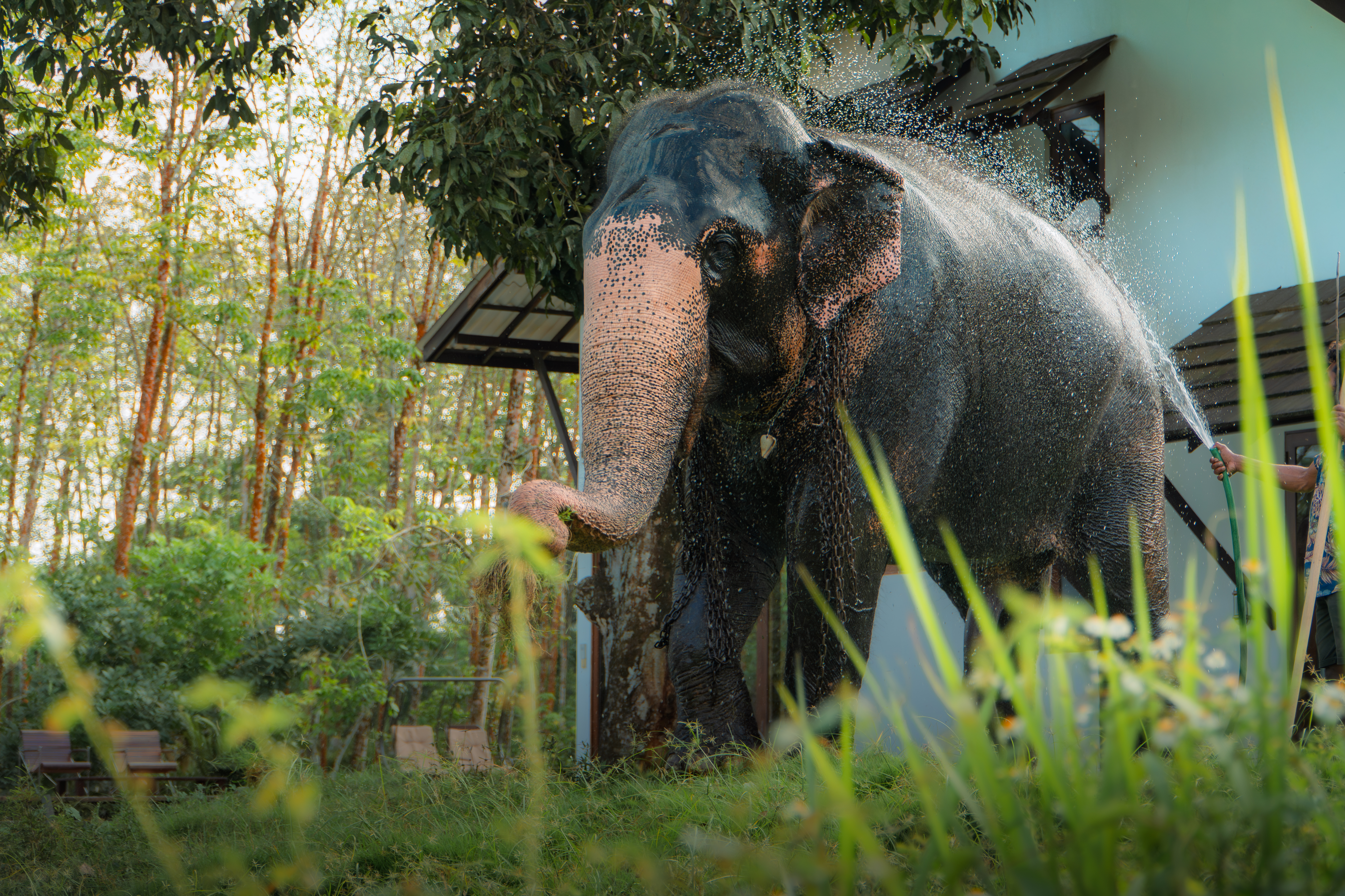 Wild Elephants